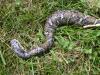 Northern Water Snake