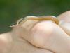Eastern Ringneck Snake