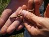 Northern Brown Snake