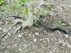 Black Rat Snake