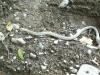 Eastern Garter Snake