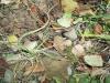 Smooth Green Snake