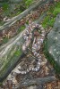 Eastern Milk Snake