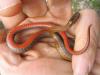 Red-Bellied Snake